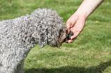 LAGOTTO CAVAGE 072